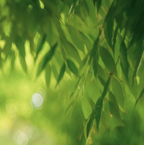 Grüne Natur Umweltfreundliche Regenschirme von Knirps